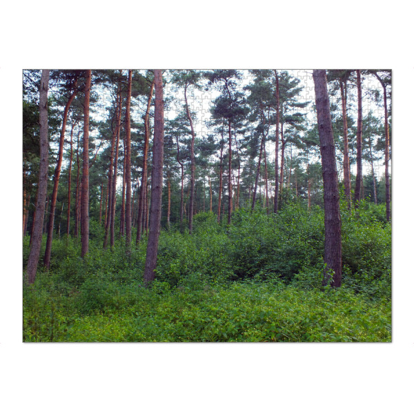 Puzzle Ravensburger "Ein naturbelassener Wald" artboxONE - Natur,Reise,Reise / Länder