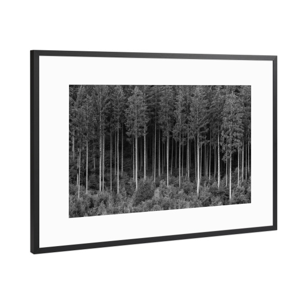 Poster mit Rahmen Schwarz (Metallic) "Bäume in einem Wald" artboxONE - Natur,Schwarzweiß