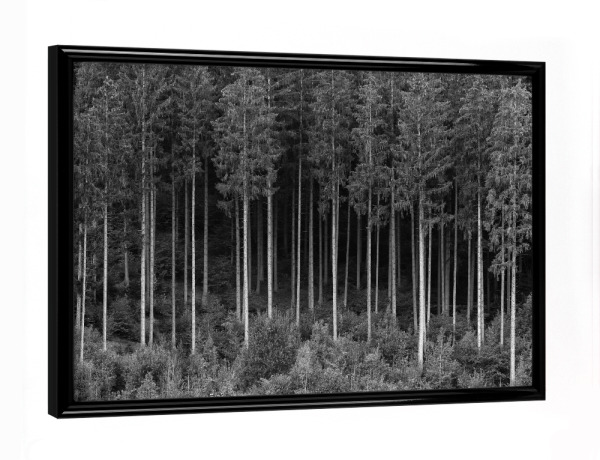Poster mit schwarzem Rahmen "Bäume in einem Wald" artboxONE - Natur,Schwarzweiß