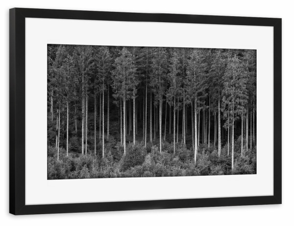 Poster mit Rahmen schwarz "Bäume in einem Wald" artboxONE - Natur,Schwarzweiß