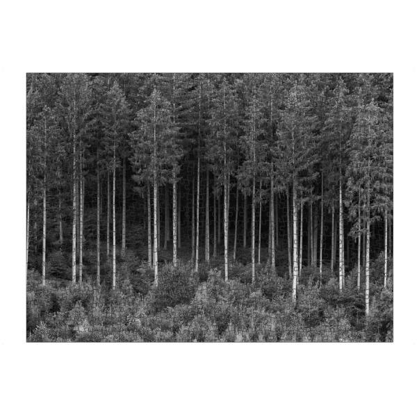 artboxONE Puzzle "Bäume in einem Wald" artboxONE - Natur,Schwarzweiß