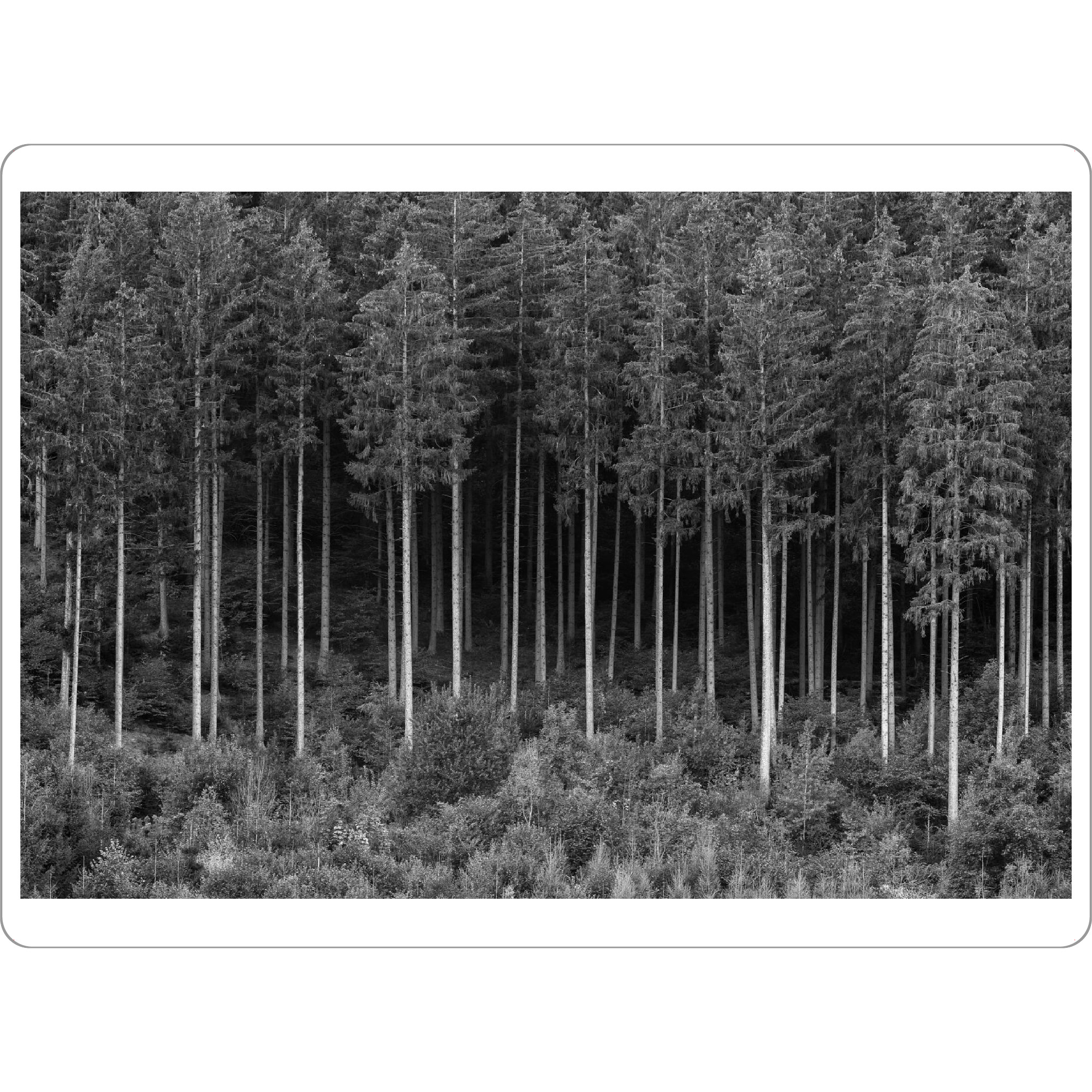 Tischset "Bäume in einem Wald" artboxONE - Natur,Schwarzweiß - Bäume,Natur,Schwarz und weiß,Landschaft,Wald,österreich,Europa,Geheimnisvoll,Natürlich