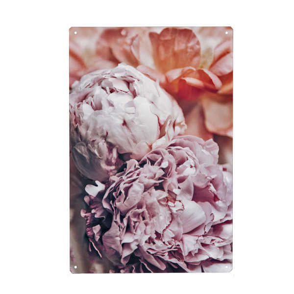 Metall Poster "Pfingstblumen" artboxONE - Natur,Floral