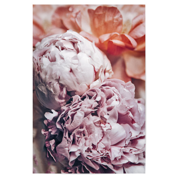 Poster 30x20 cm "Pfingstblumen" artboxONE - Natur,Floral