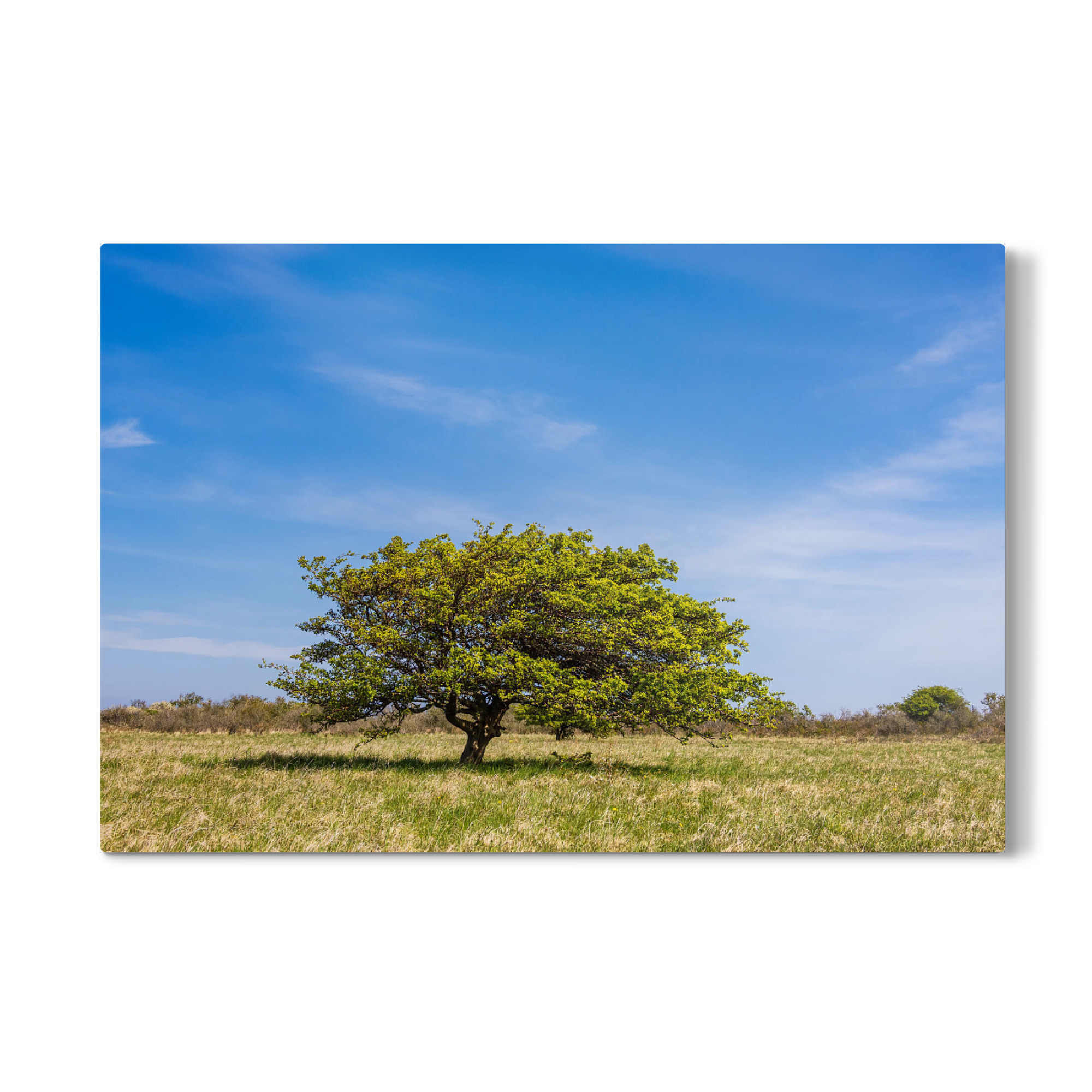 Galerie-Print "Wolken, Baum und Gras" 75x50 cm artboxONE