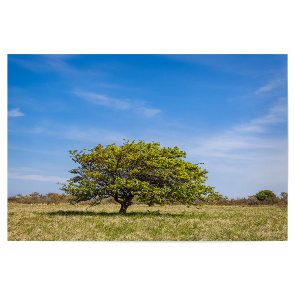 Poster 30x20 cm "Wolken, Baum und Gras" artboxONE - Natur,Reise