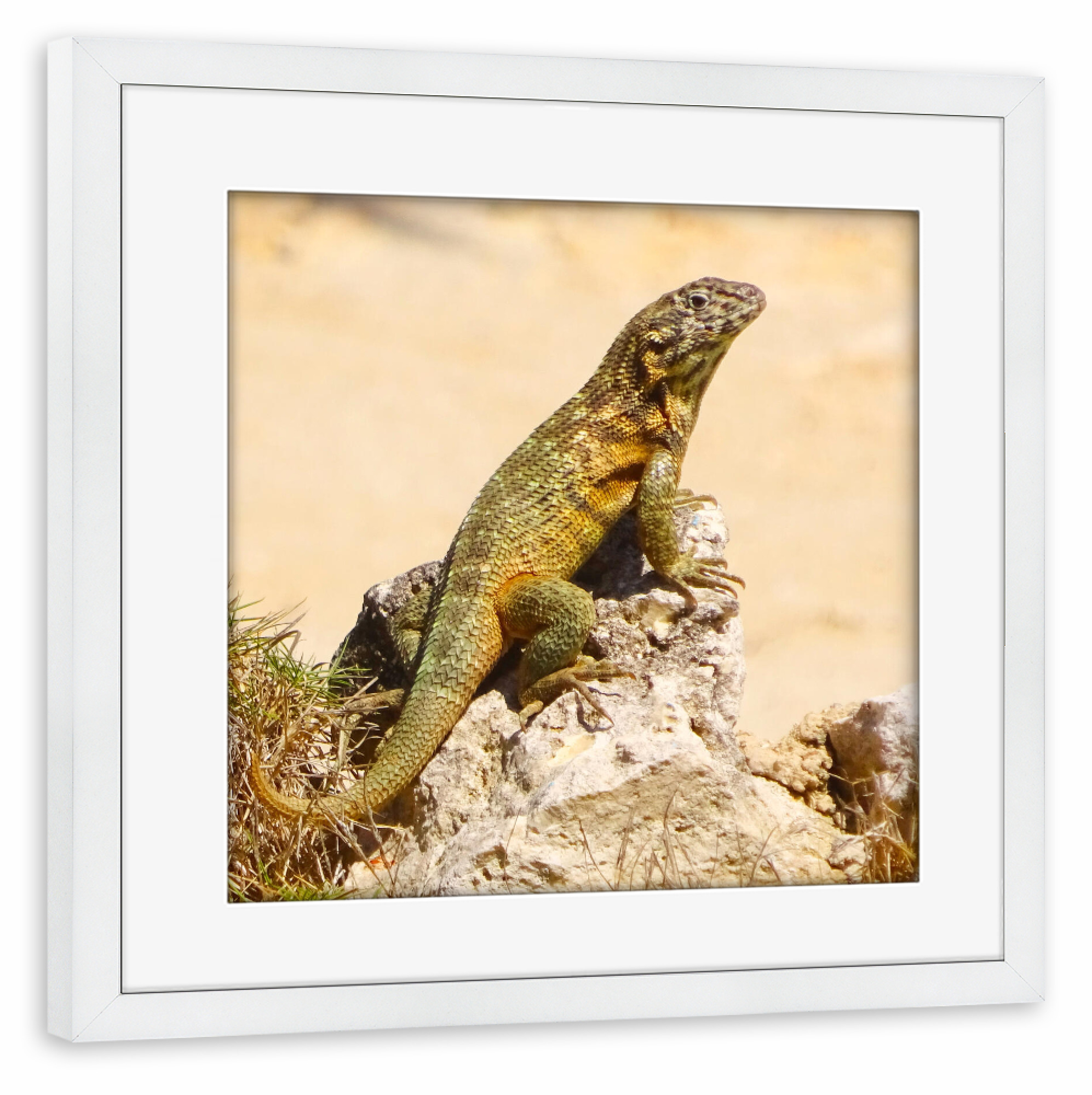 Poster mit Rahmen weiß "Kubanischer Leguan" artboxONE - Natur,Reise,Tiere,Reise / Strand und Meer,Reise / Länder
