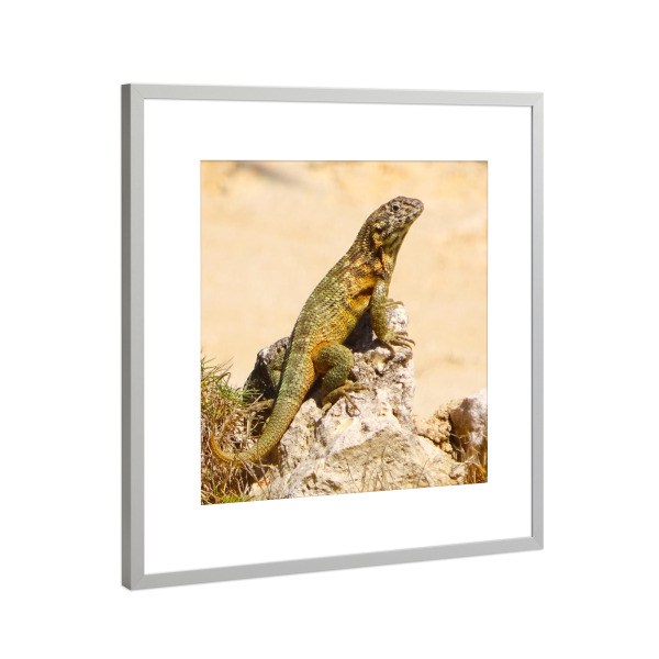Poster mit Rahmen Silber "Kubanischer Leguan" artboxONE - Natur,Reise,Tiere,Reise / Strand und Meer,Reise / Länder