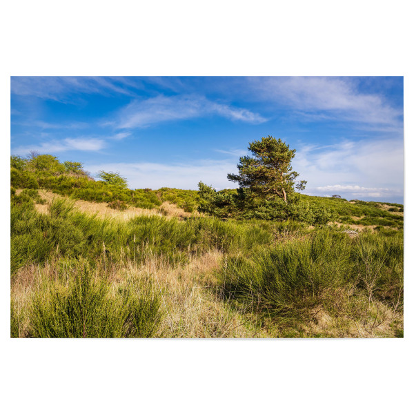 Poster 30x20 cm "Gras, Gebüsch, Baum" artboxONE - Natur,Reise