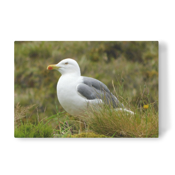 Leinwandbild "Eine weiße Möwe" artboxONE - Natur,Tiere - Möwe,Vogel,Wildnis,Ornithologie,Vögel,Küstenvogel,Seevogel,Tierfotografie,Wildlifephotography