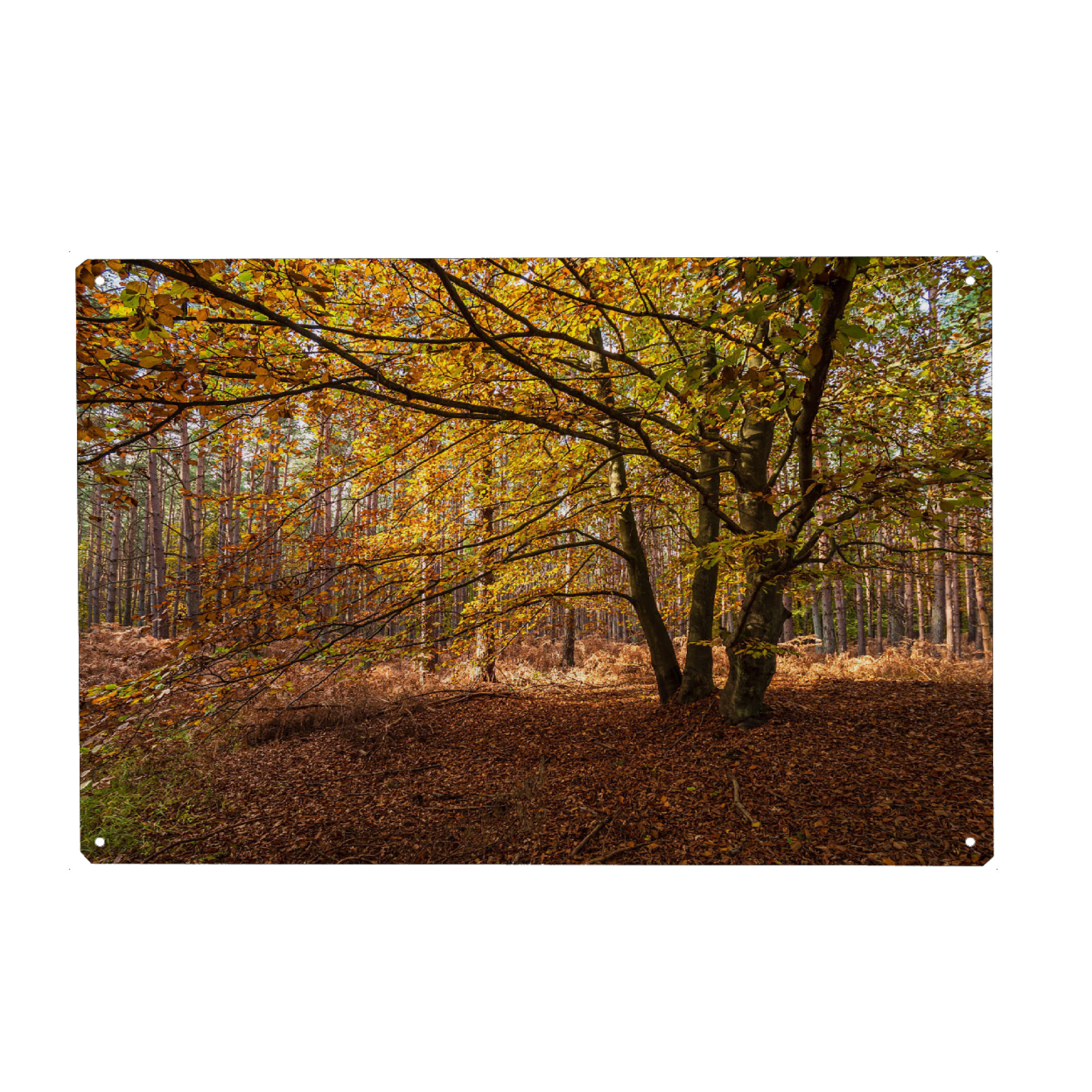 Holzbild "Herbstlicher Baum im Wald" artboxONE - Natur