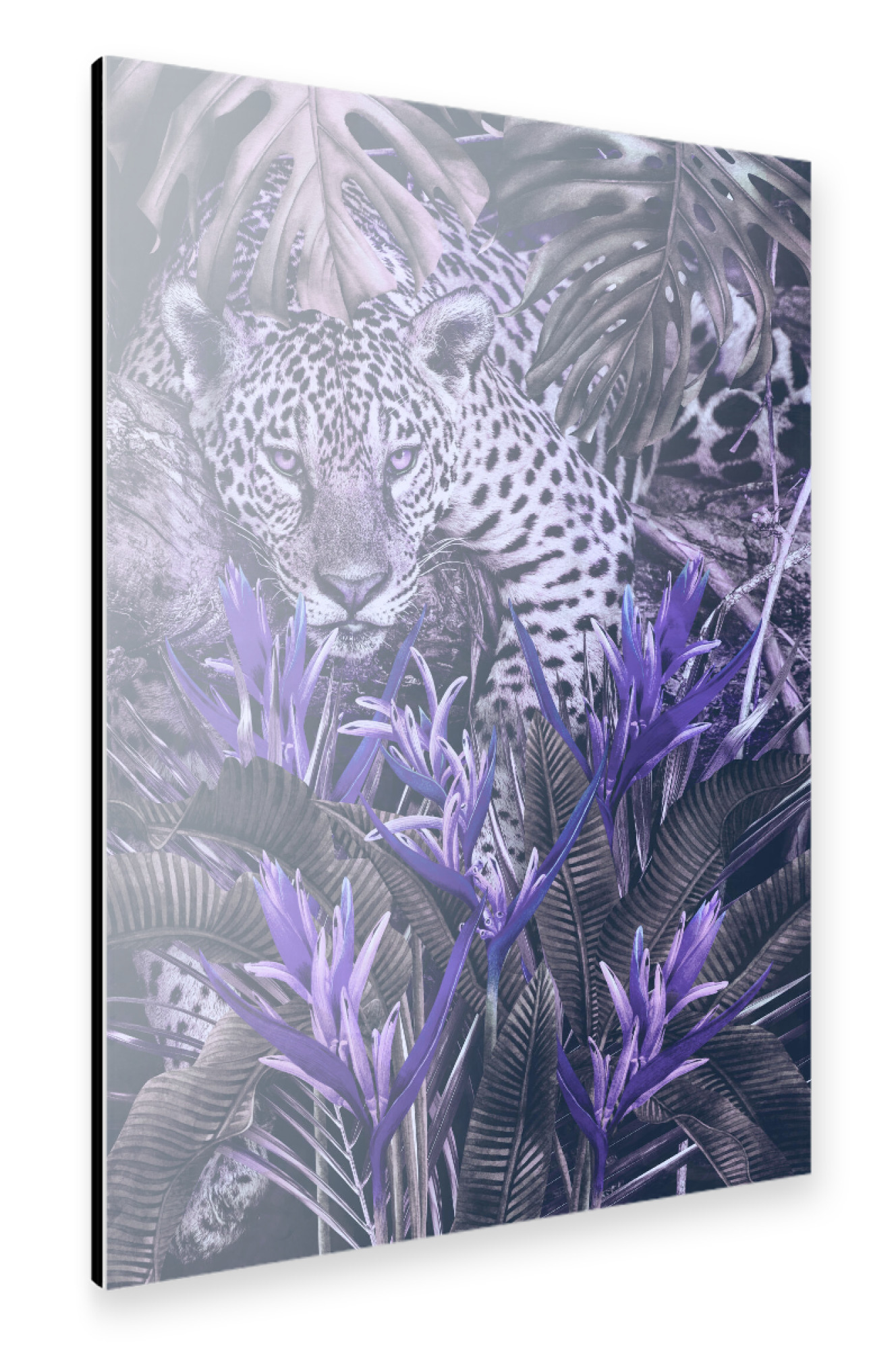 Alu-Dibond "Jaguar at home Very Peri" 75x50 cm artboxONE