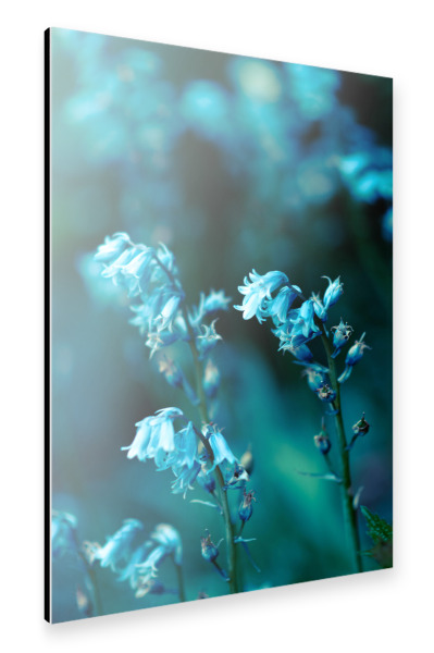 Alu-Dibond "Glockenblumen" 30x20 cm artboxONE