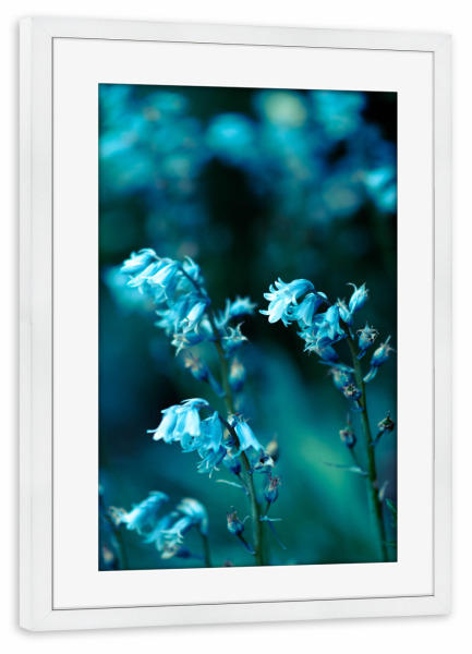 Poster mit Rahmen weiß "Glockenblumen" artboxONE - Natur,Floral