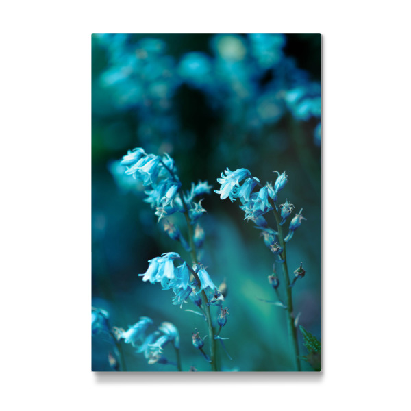 Galerie-Print "Glockenblumen" 30x20 cm artboxONE