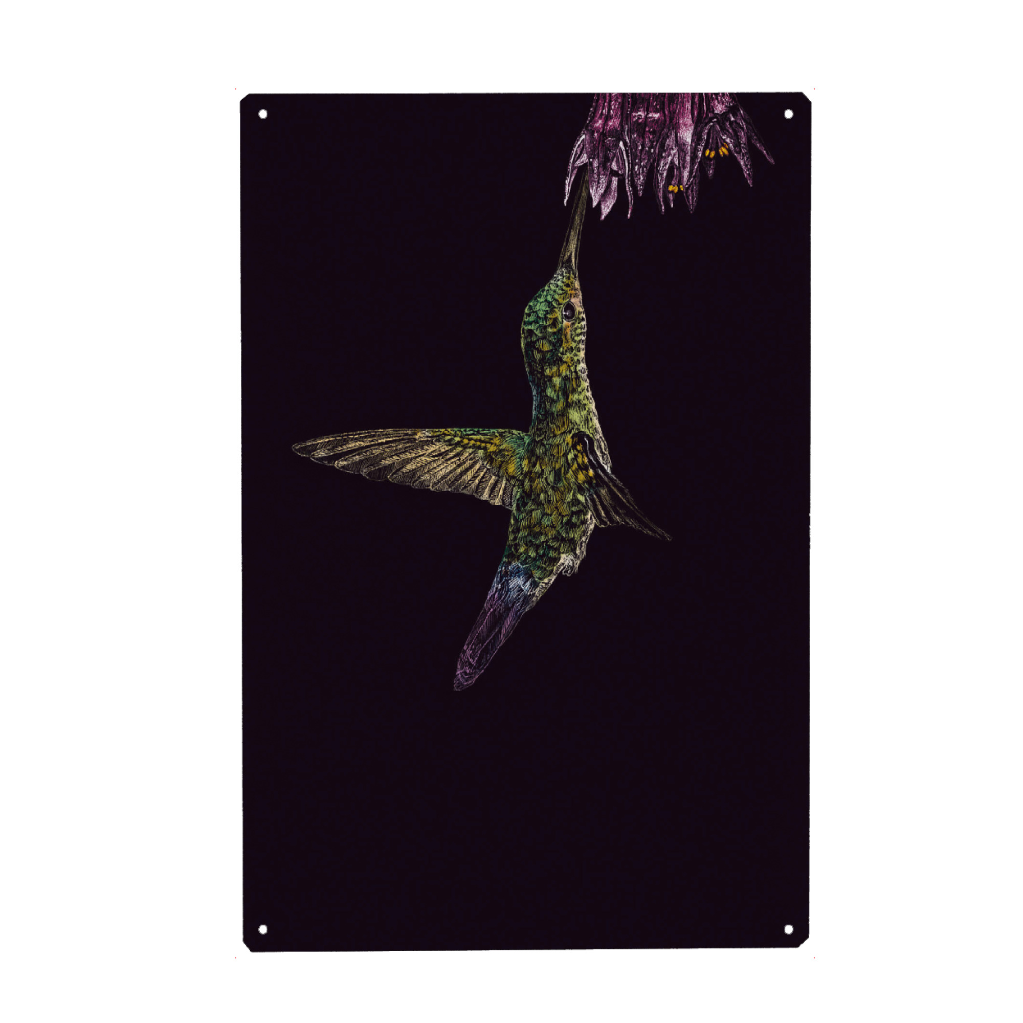 Metall Poster "Kolibri" artboxONE - Tiere - Tier,Kolibri,Vogel,Illustration,Buntstift,Mehrfarbig,Bunt,Tierportrait - Blechschild