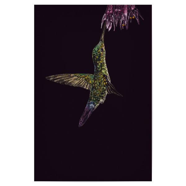 Poster "Kolibri" artboxONE - Tiere - Tier,Kolibri,Vogel,Illustration,Buntstift,Mehrfarbig,Bunt,Tierportrait