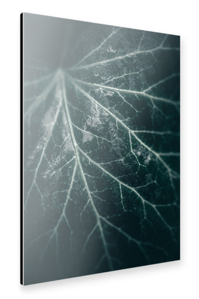 Alu-Dibond "Efeublatt" 30x20 cm artboxONE