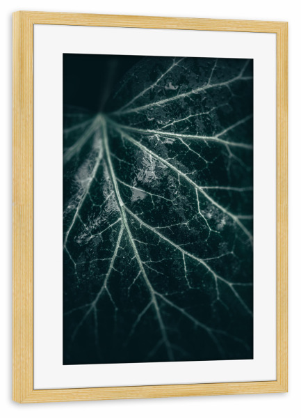Poster mit Rahmen kiefer "Efeublatt" artboxONE - Natur,Floral