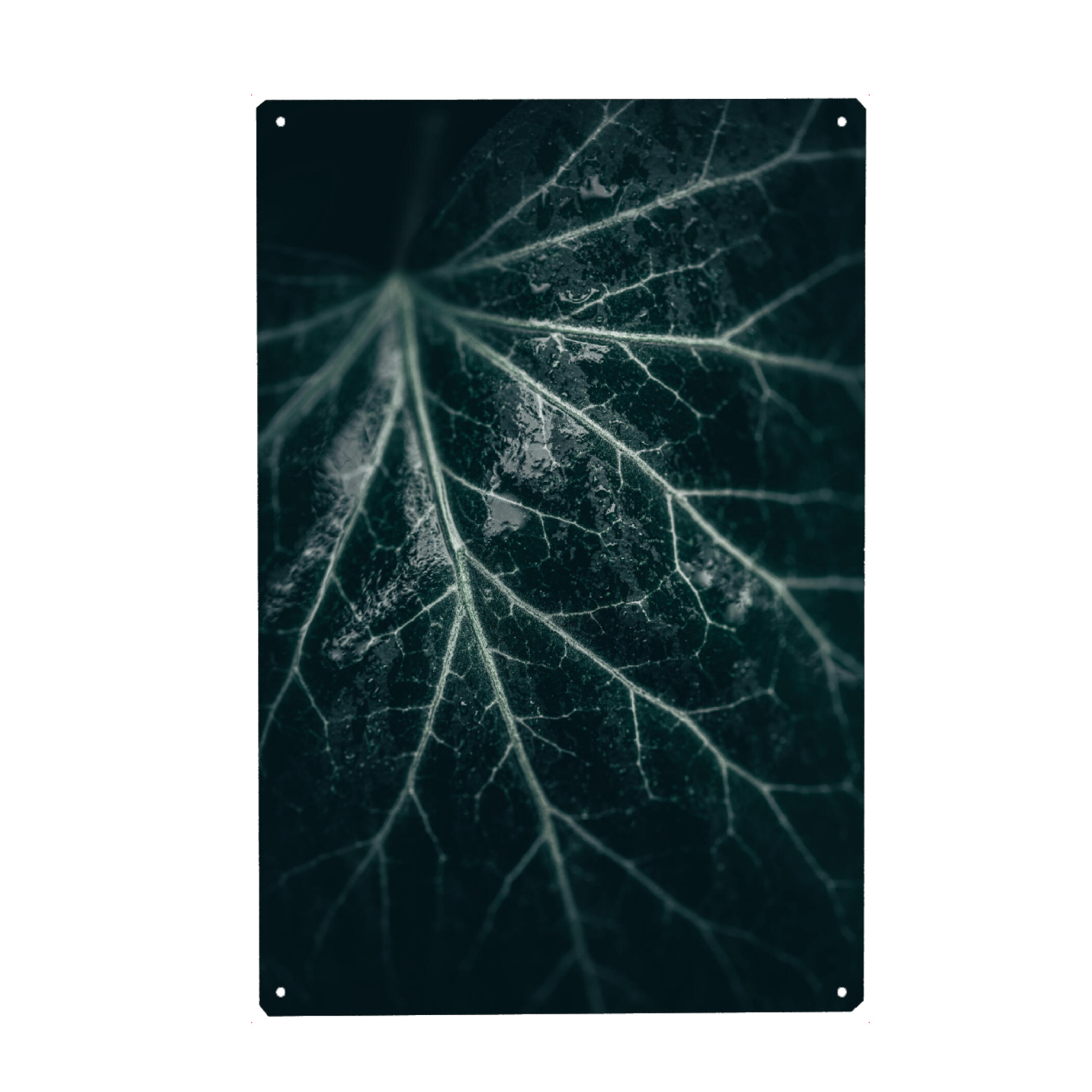 Holzbild "Efeublatt" artboxONE - Natur,Floral