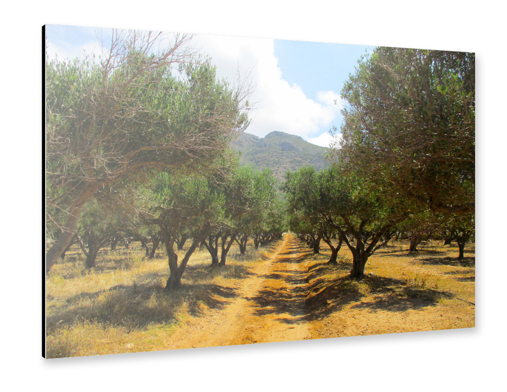 Alu-Dibond "Ein Olivenhain im Sommer" 75x50 cm artboxONE
