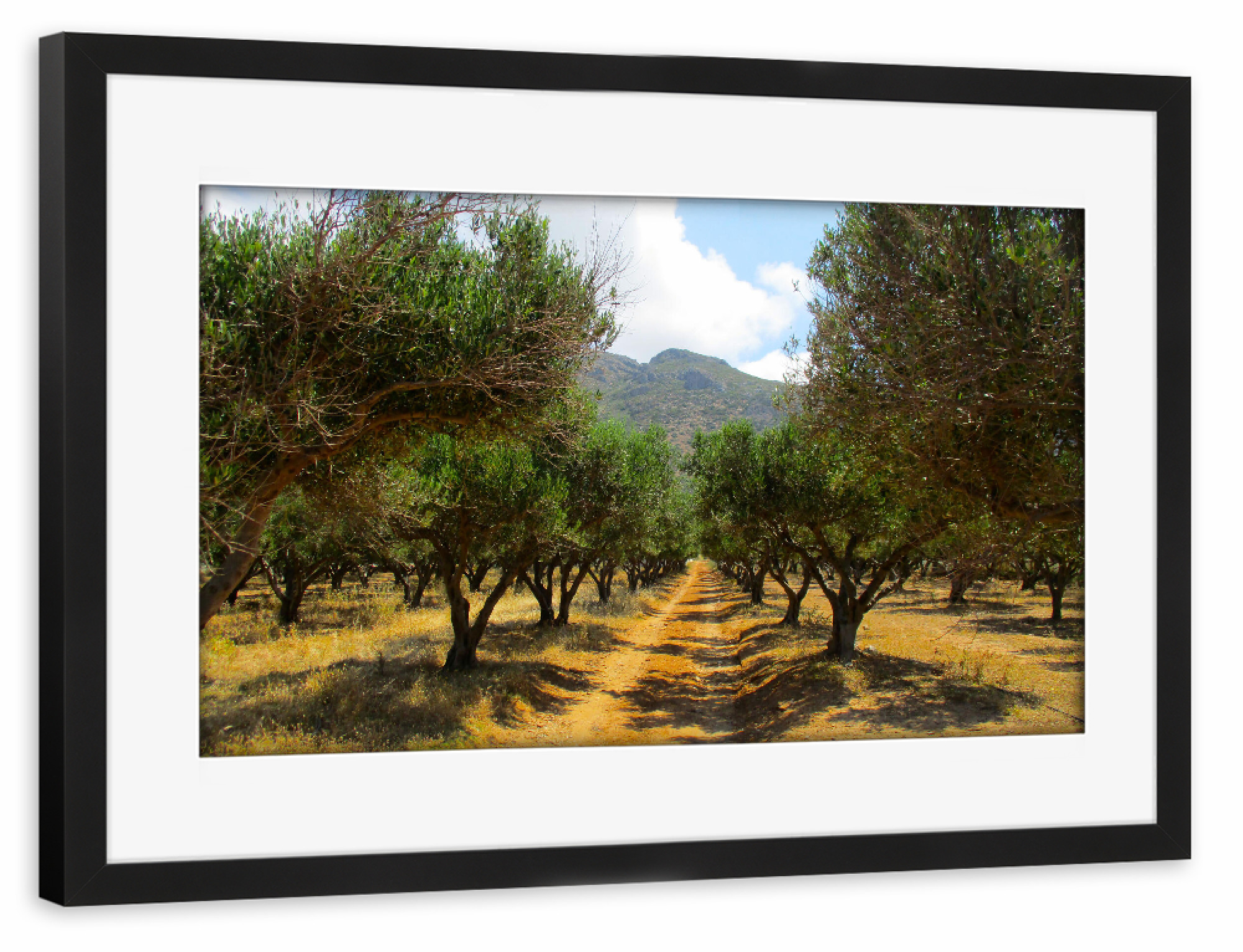 Poster mit Rahmen schwarz "Ein Olivenhain im Sommer" artboxONE - Natur,Reise,Reise / Länder