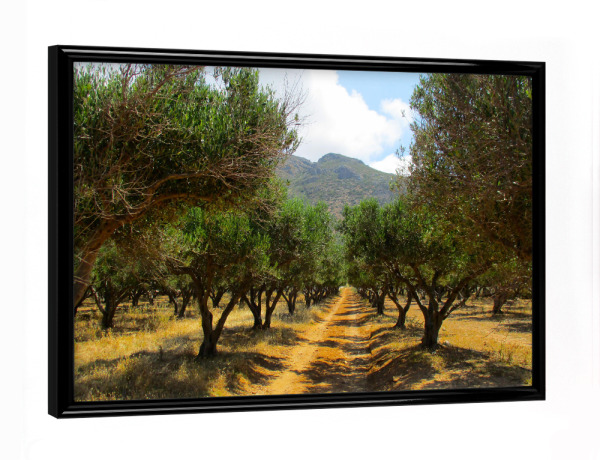 Poster mit schwarzem Rahmen "Ein Olivenhain im Sommer" artboxONE - Natur,Reise,Reise / Länder