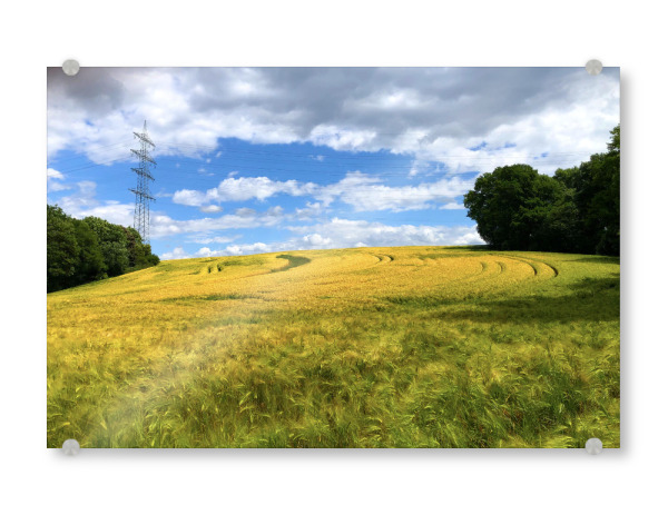 Acrylglasbild "Gerstenfeld im Sommer" artboxONE - Natur,Reise,Reise / Länder