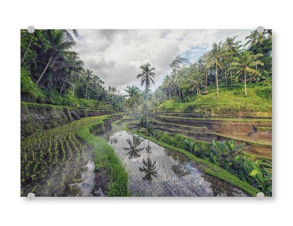 Acrylglasbild "Reisfeld-Reflexion" artboxONE - Natur,Reise,Reise / Asien,Reise / Länder