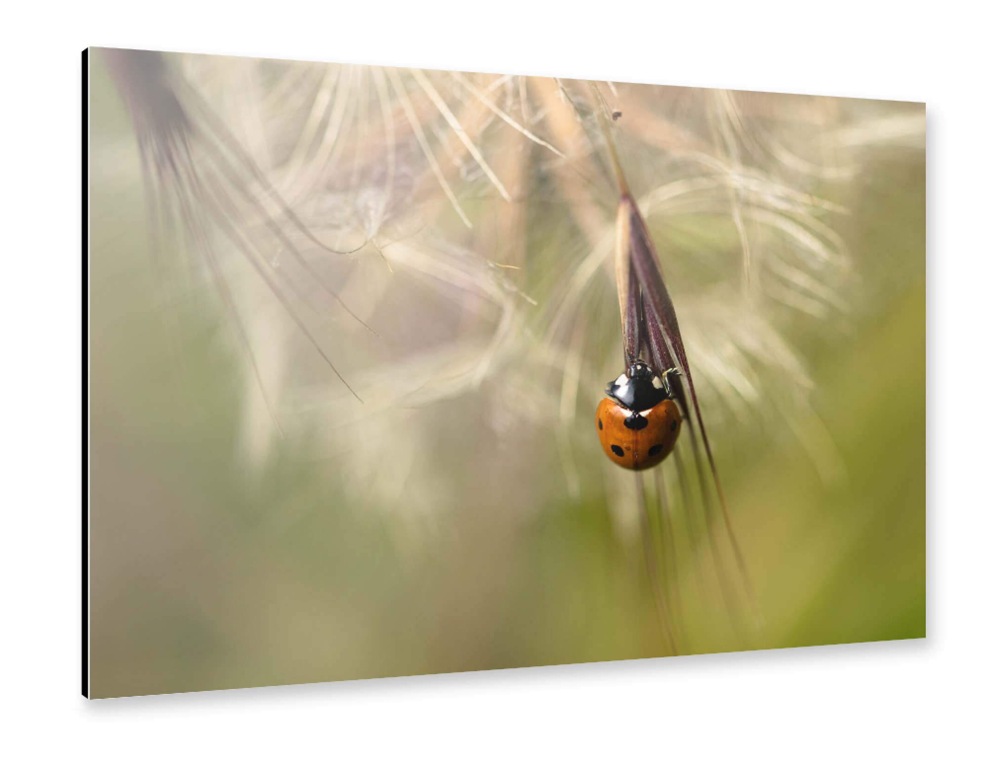 Alu-Dibond "Just Hanging Around" 75x50 cm artboxONE