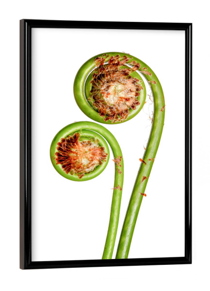 Poster mit schwarzem Rahmen "Matteuccia struthiopteris" artboxONE - Natur,Floral