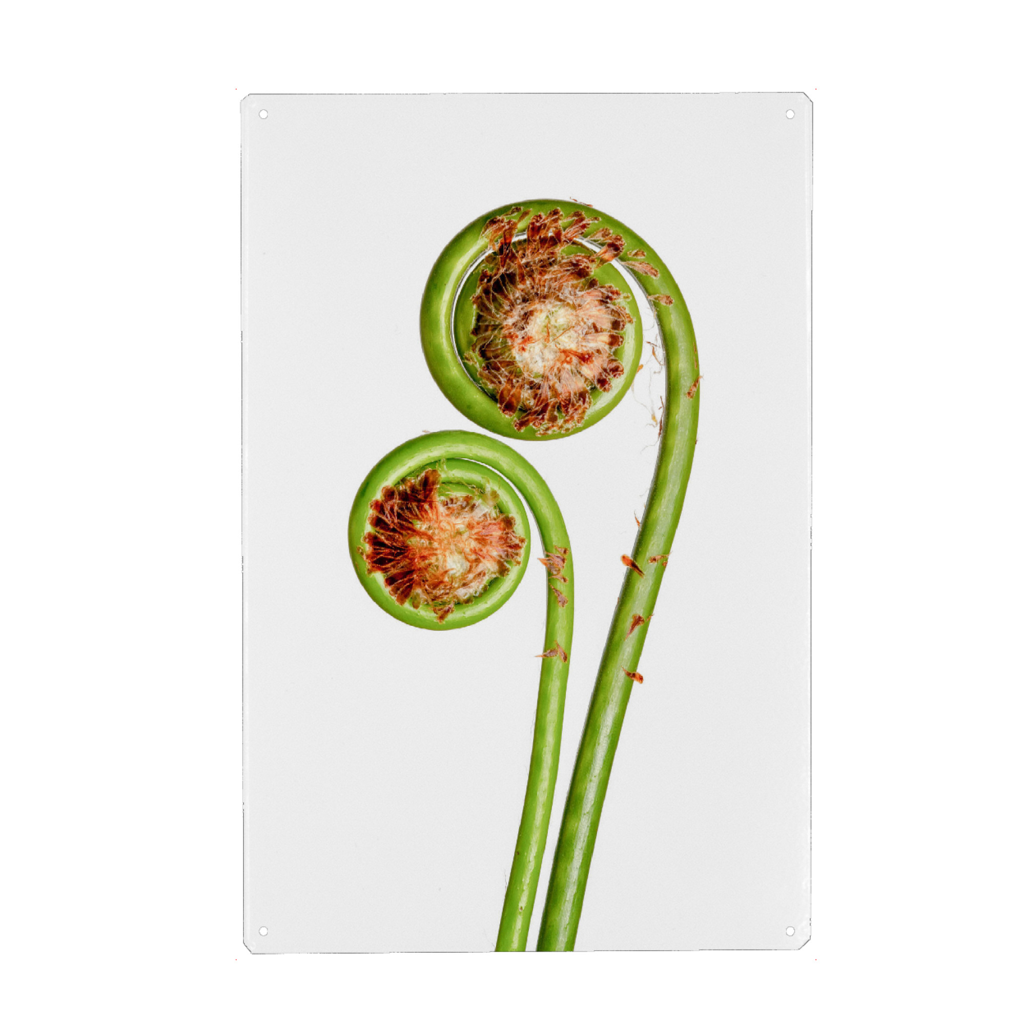 Holzbild "Matteuccia struthiopteris" artboxONE - Natur,Floral