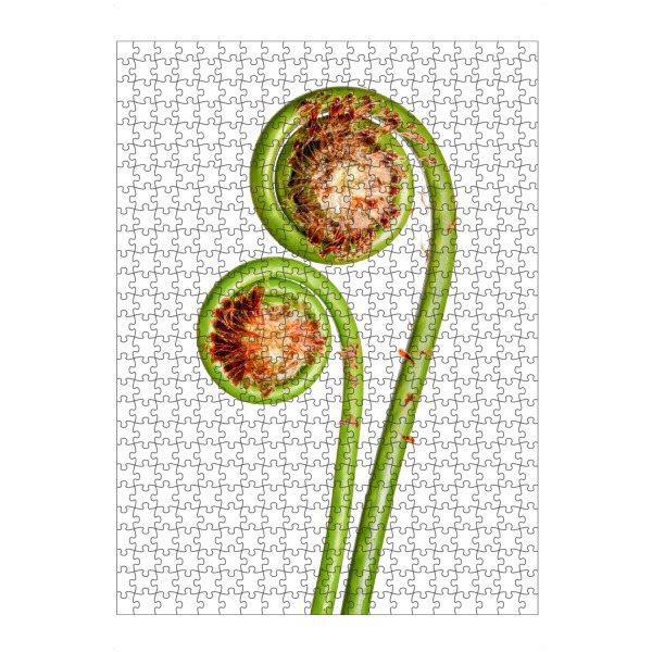 Puzzle Ravensburger "Matteuccia struthiopteris" artboxONE - Natur,Floral