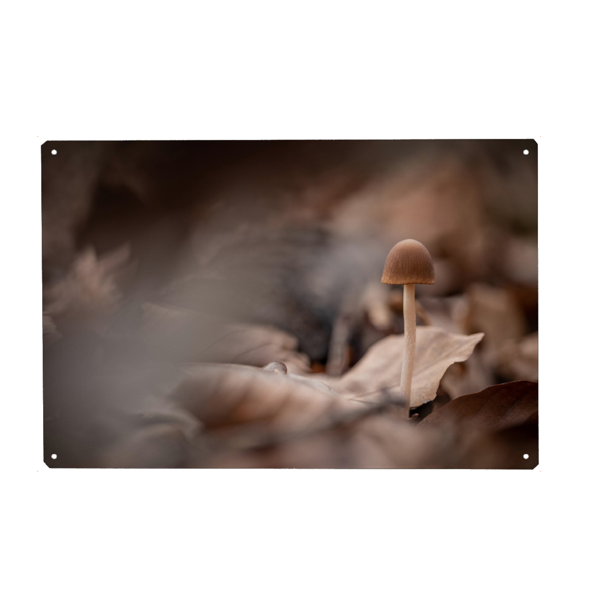 Metall Poster "Kleiner Waldpilz" artboxONE - Natur - Pilz,Pilzchen,Makrofoto,Naturfotografie,Waldboden,Herbstlich,Herbstfarben,Wald,Bokeh,Nahaufnahme