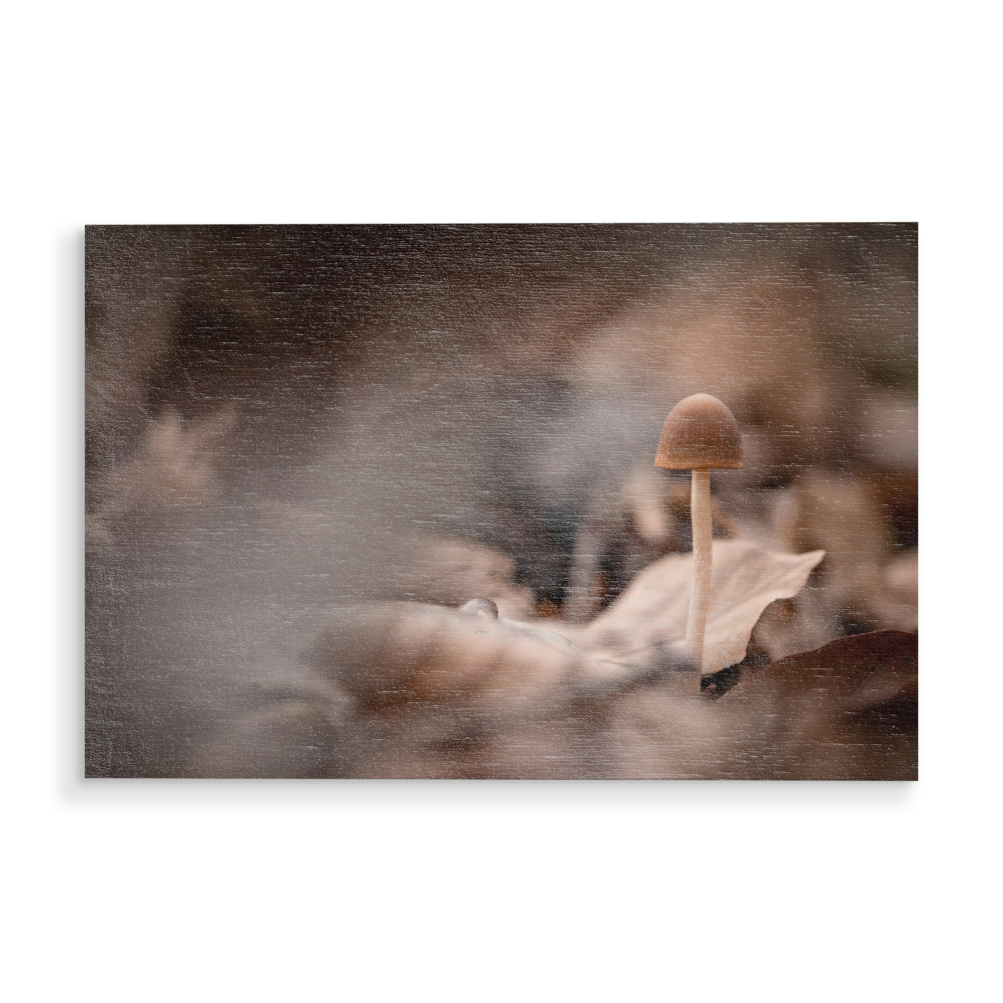 Holzbild "Kleiner Waldpilz" artboxONE - Natur - Pilz,Pilzchen,Makrofoto,Naturfotografie,Waldboden,Herbstlich,Herbstfarben,Wald,Bokeh,Nahaufnahme