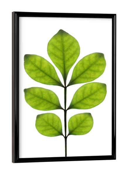Poster mit schwarzem Rahmen "Aglaia odorata" artboxONE - Natur,Floral
