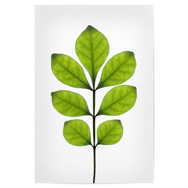 Poster "Aglaia odorata" artboxONE - Natur,Floral