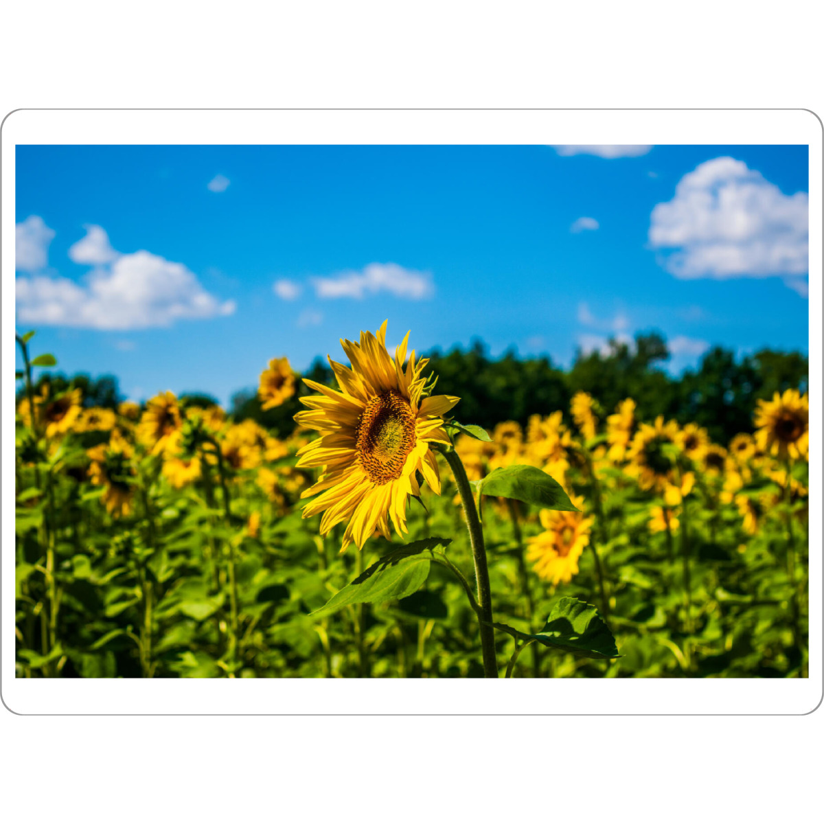 Tischset "Sonnenblumen auf einem Feld" artboxONE - Natur,Floral