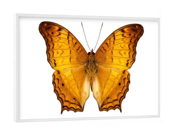 Poster mit weißem Rahmen "Schmetterlingsart Vindula dejone" artboxONE - Natur,Tiere - Insekt,Schmetterling,Tiere,Fotografie,Fliegen,Farbe,Bunt,Natur