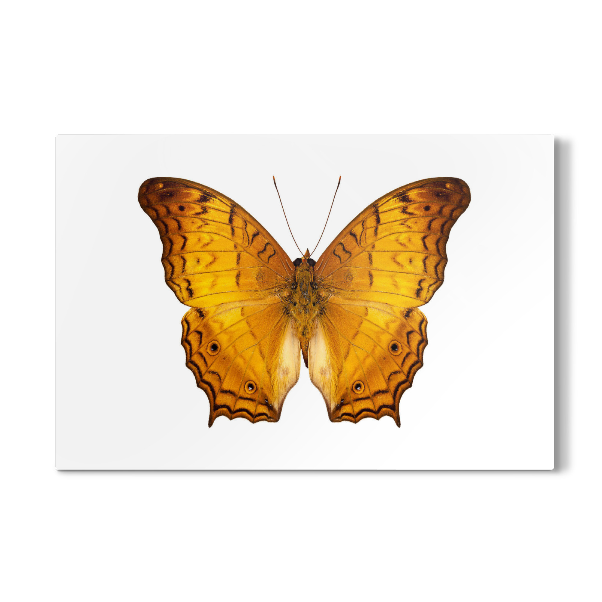 Galerie-Print "Schmetterlingsart Vindula dejone" 30x20 cm artboxONE