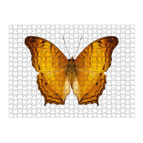 artboxONE Puzzle "Schmetterlingsart Vindula dejone" artboxONE - Natur,Tiere - Insekt,Schmetterling,Tiere,Fotografie,Fliegen,Farbe,Bunt,Natur