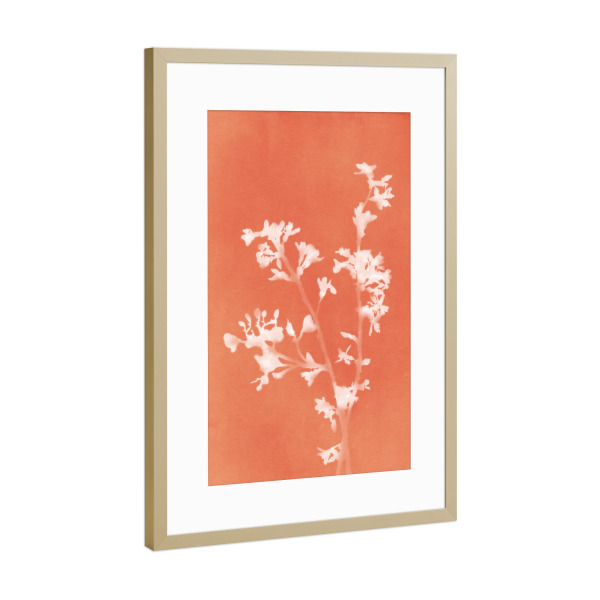 Poster mit Rahmen Gold "Monographie Orange" artboxONE - Natur,Floral - Cyanotypie,Blume,Pflanze,Laub,Stillleben,Natur