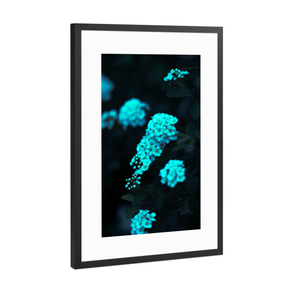 Poster mit Rahmen Schwarz (Metallic) "Weißes Blütenmeer" artboxONE - Natur,Floral