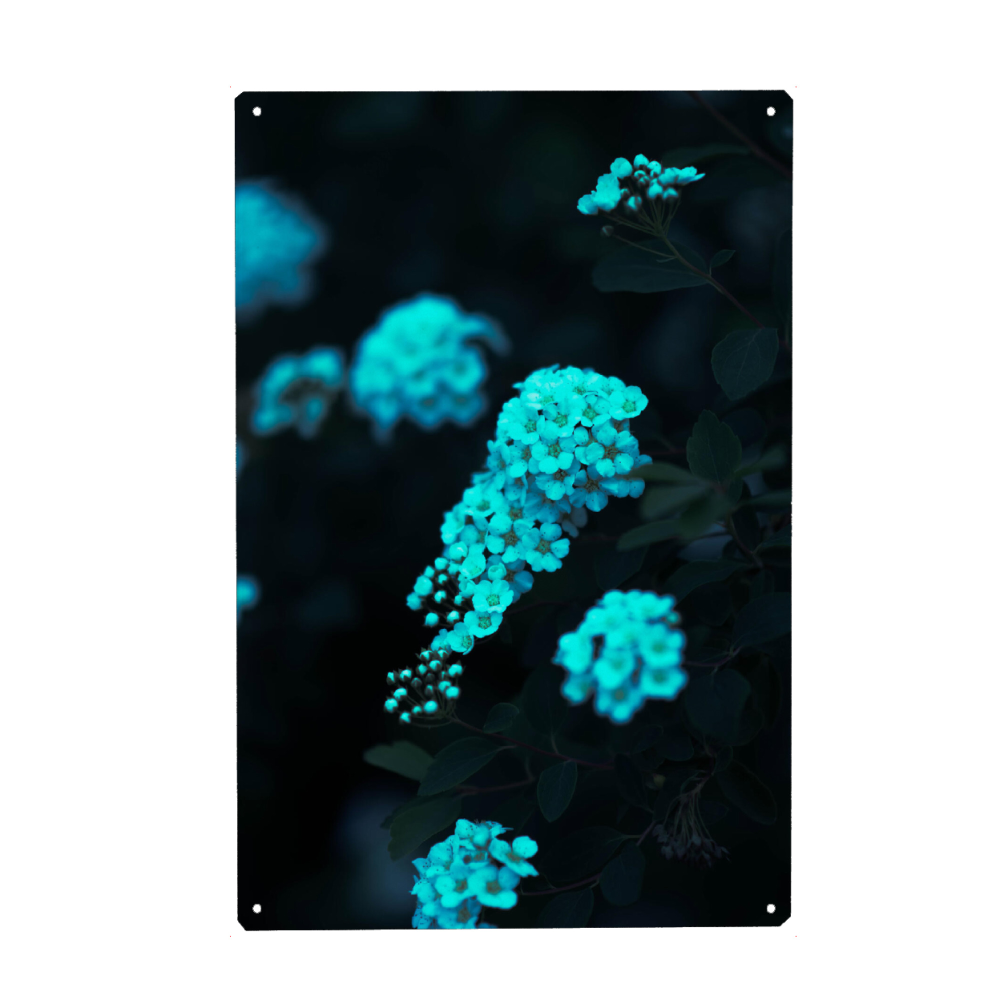 Metall Poster "Weißes Blütenmeer" artboxONE - Natur,Floral