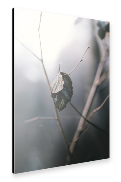 Alu-Dibond "Lonely leaf" 30x20 cm artboxONE