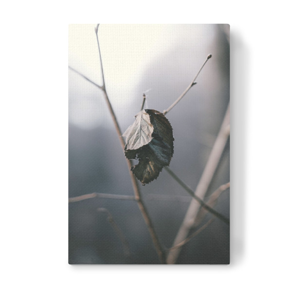 Leinwandbild "Lonely leaf" artboxONE - Natur,Abstrakt,Schwarzweiß - Leaf,Blatt,Abstrakt,Minimal,Minimalistisch,Schwarzweiß,Baum,Pflanze,Blume,Moody