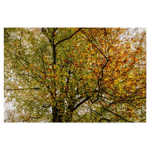 Poster "Farbiger Herbst" artboxONE - Natur,Floral - Baum,Herbst,Buntes laub,Bunt,Leuchtende blätter