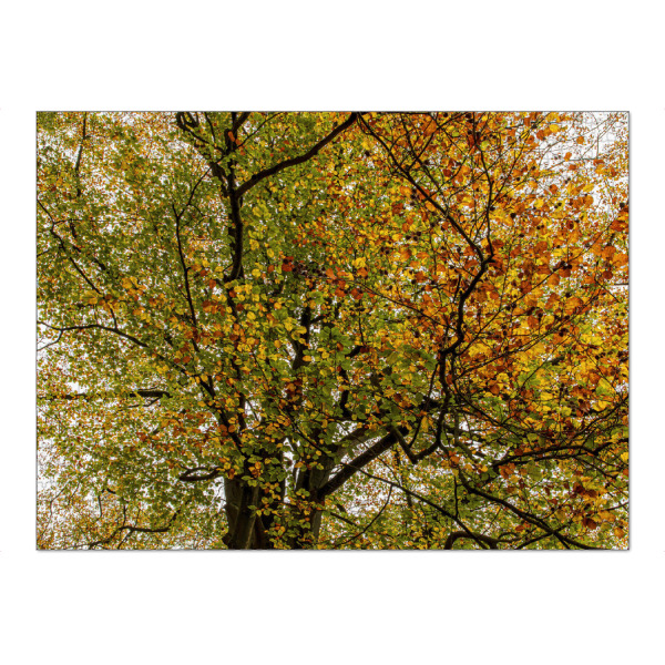 Puzzle Ravensburger "Farbiger Herbst" artboxONE - Natur,Floral - Baum,Herbst,Buntes laub,Bunt,Leuchtende blätter - Bild baum
