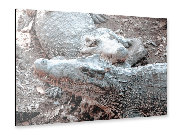 Alu-Dibond "Kubanische Krokodile" 30x20 cm artboxONE