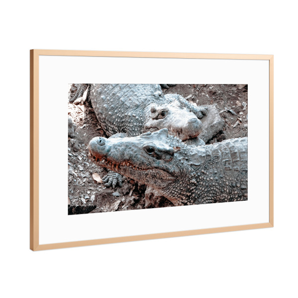 Poster mit Rahmen Kupfer "Kubanische Krokodile" artboxONE - Natur,Reise,Tiere,Reise / Länder